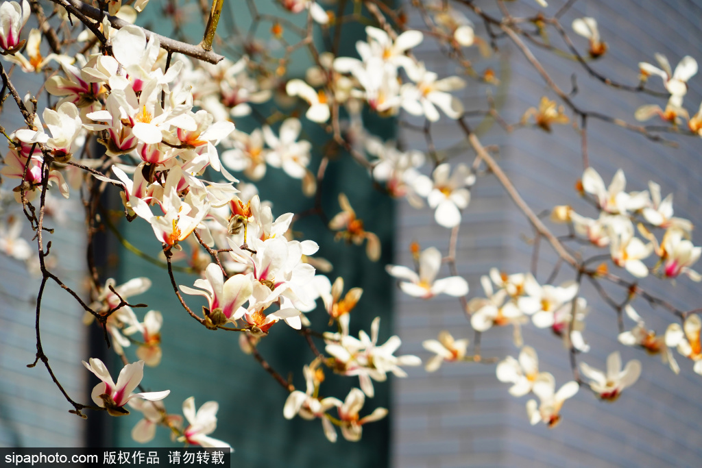 北京航空航天大学玉兰花开正好