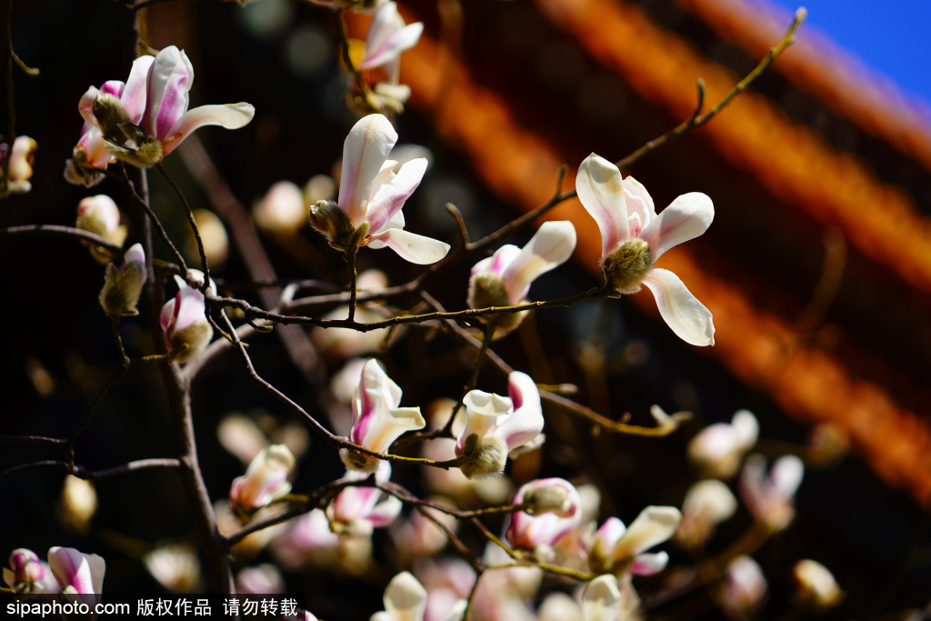 故宫墙外玉兰花绽放