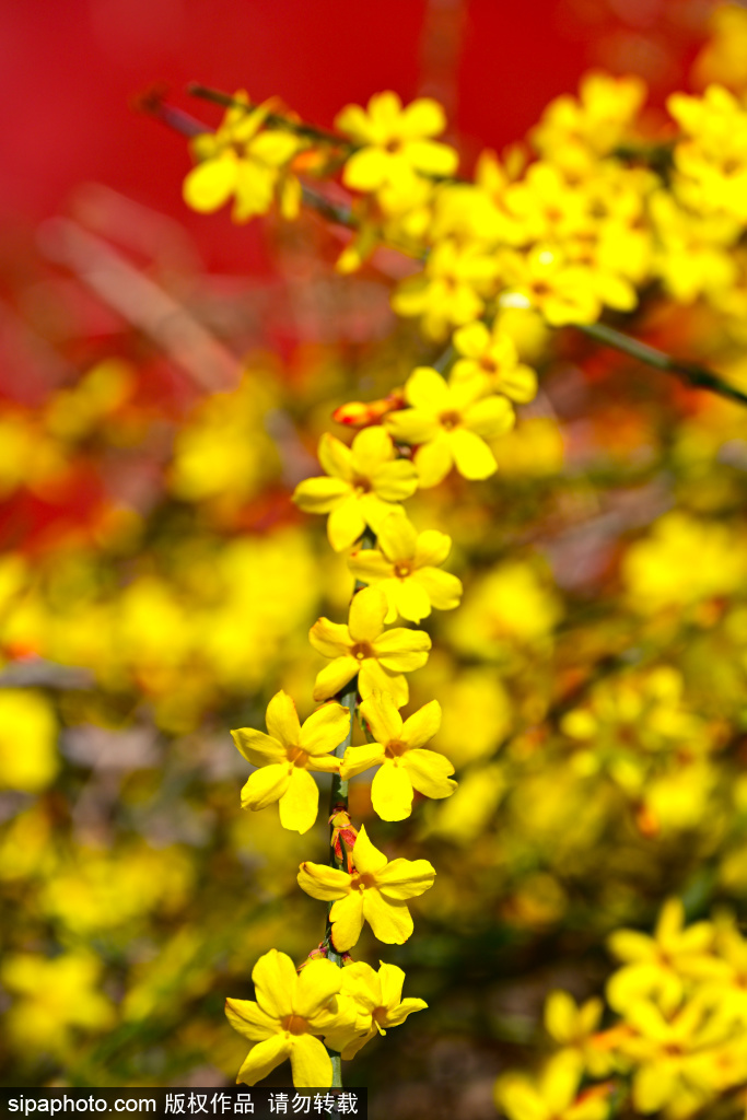 北海公园迎春花盛开