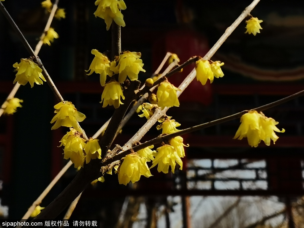 紫竹梅花映天艳