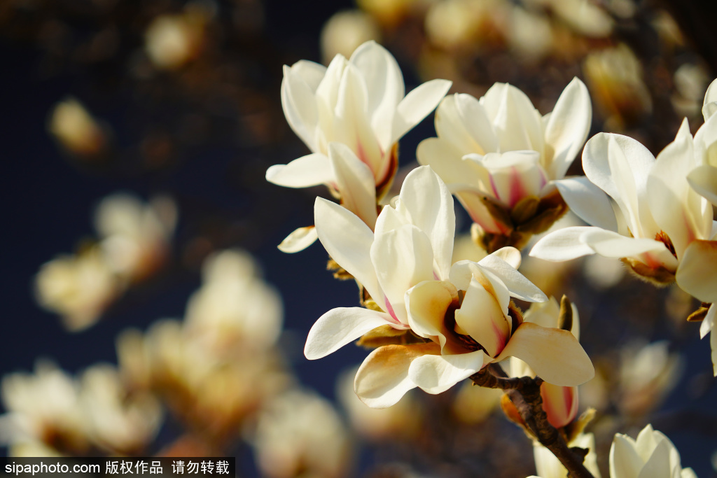 北京大观园玉兰花迎来观赏期