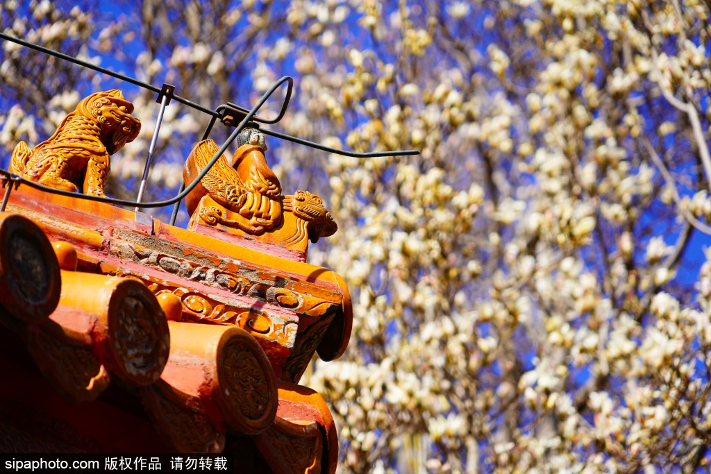 景山公园玉兰花盛开， 花朵与脊兽同框美景如画