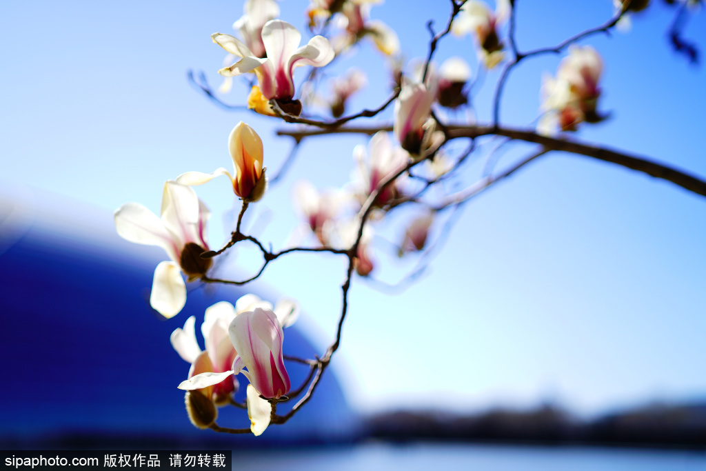 国家大剧院玉兰花绚丽绽放