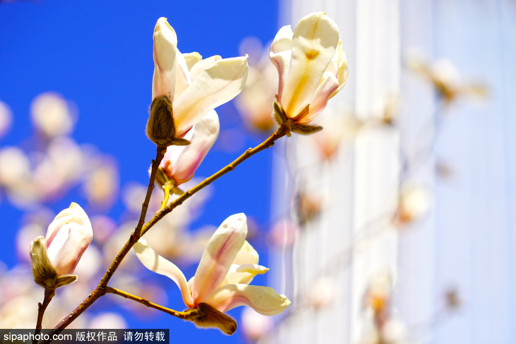 CBD核心区公共绿地广场玉兰花绽放，呈现都市与自然交融的靓丽风景