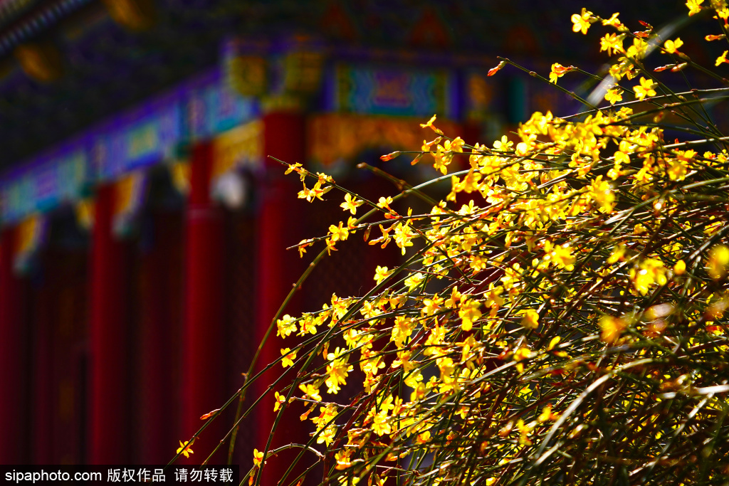 颐和园春花与古建筑同框 美不胜收