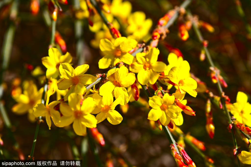 景山公园迎春花悄然绽放，春意盎然