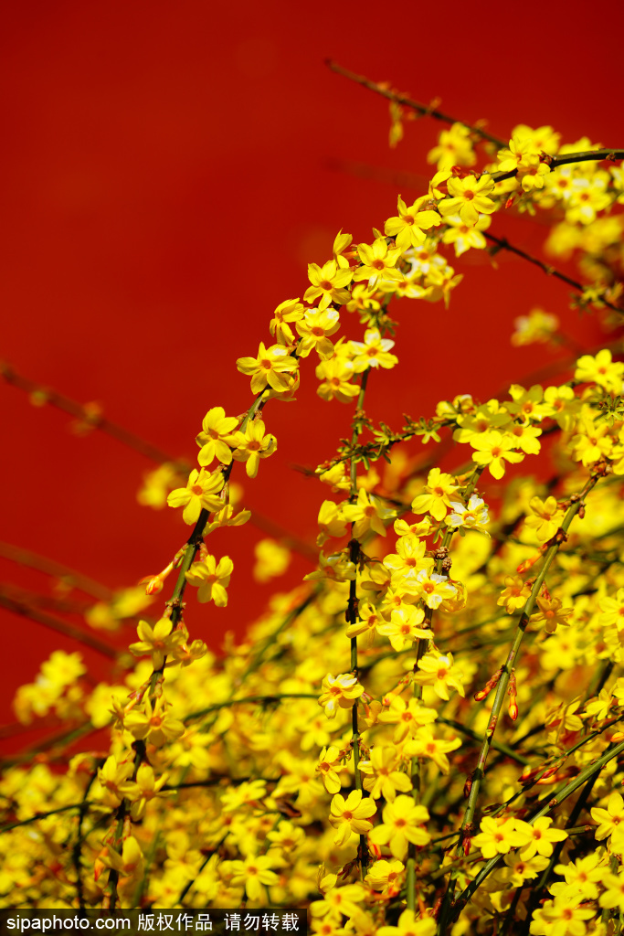 北海公园迎春花盛开 金色花朵与红墙黄瓦同框