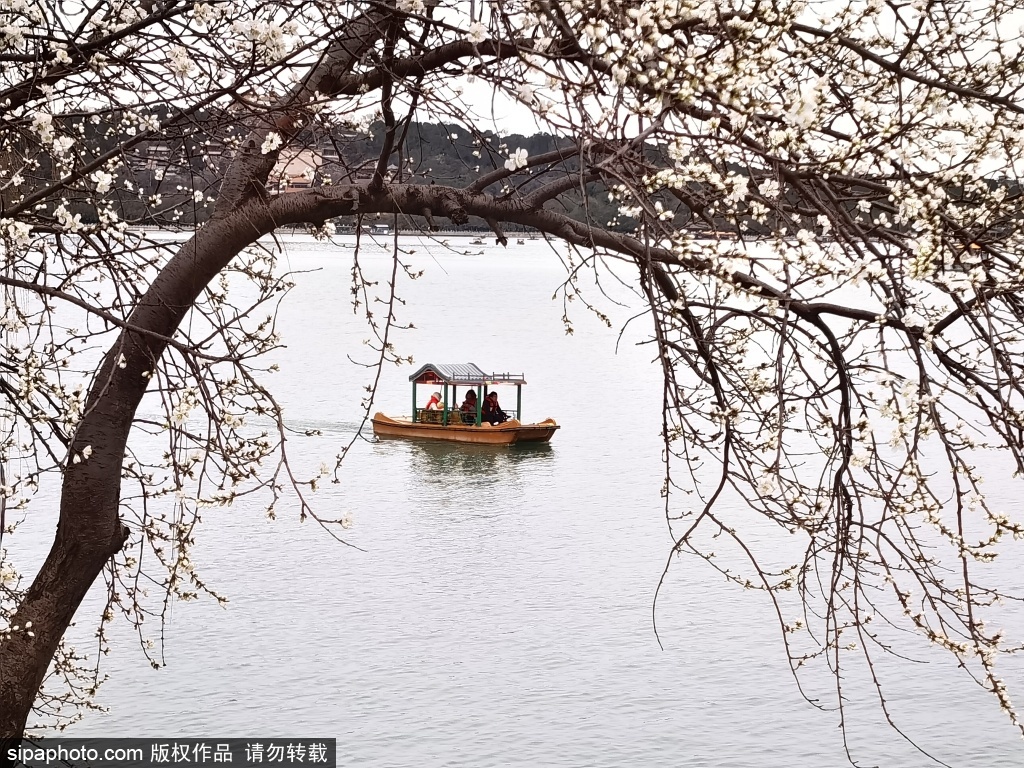 颐和园春色画卷徐徐展现