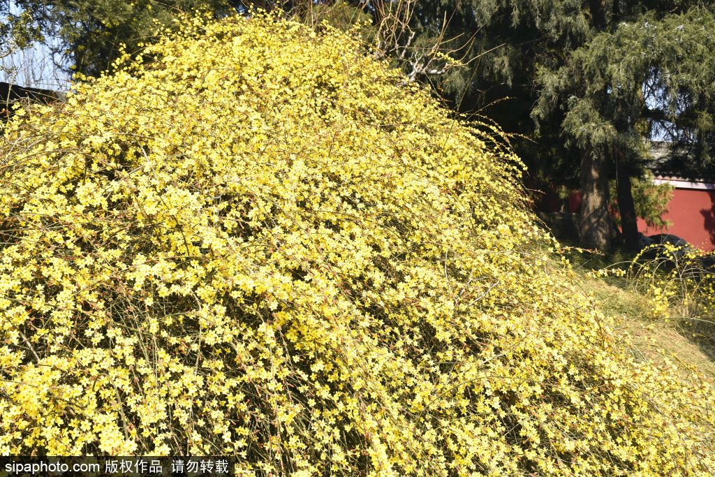 金色花瀑倾泻皇家园林