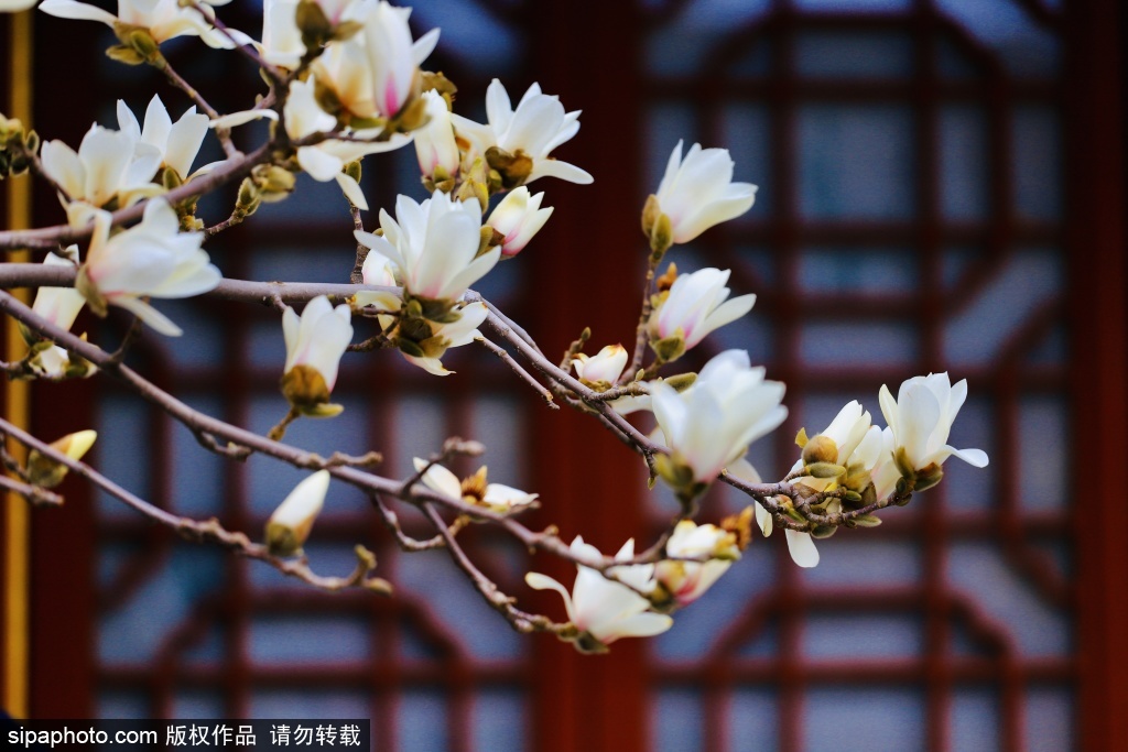 大观园玉兰初绽映朱楼