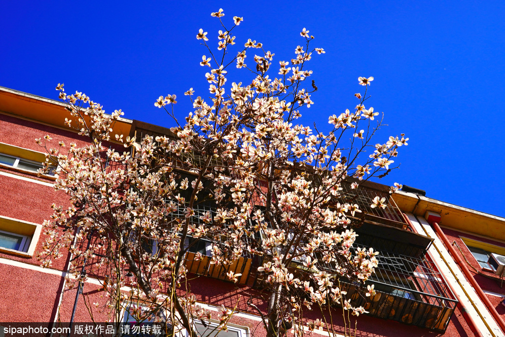街头玉兰花开 带来满城的温柔与生机