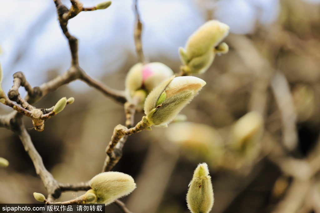 藏在金中都公园里的春日浪漫
