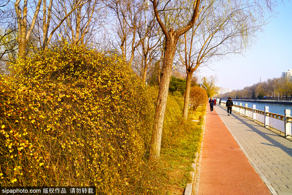 “黄金花墙”上线 为城市添上一抹亮色