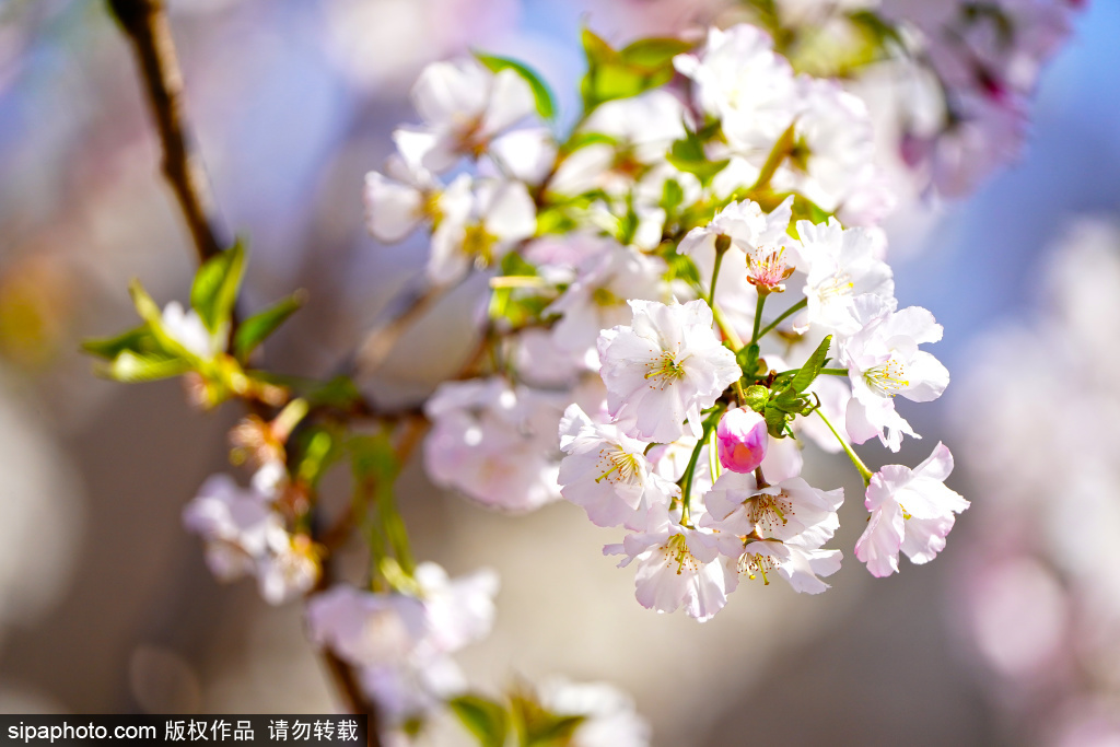 玉渊潭樱花季开启赏春盛宴，樱花映塔美景如画