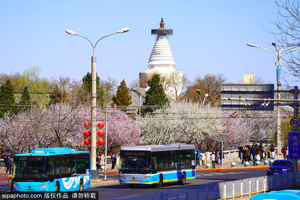 阜成门桥繁花满枝，与白塔交织美不胜收