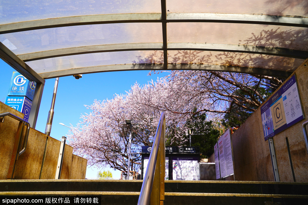 通往春天的地铁站，桃花盛放治愈系氛围感爆棚