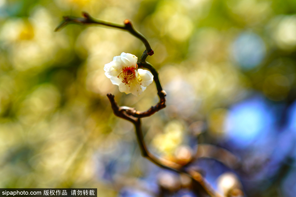 崇文门北京明城墙遗址公园梅花节，“梅中奇品”龙游梅绽放