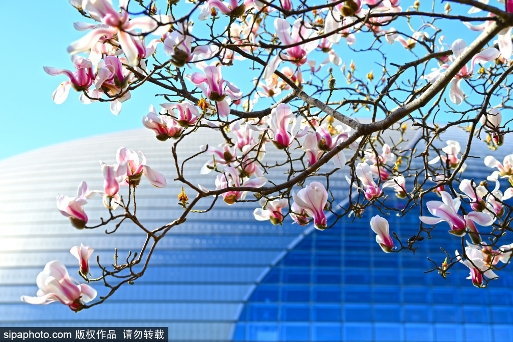 国家大剧院玉兰花争相绽放