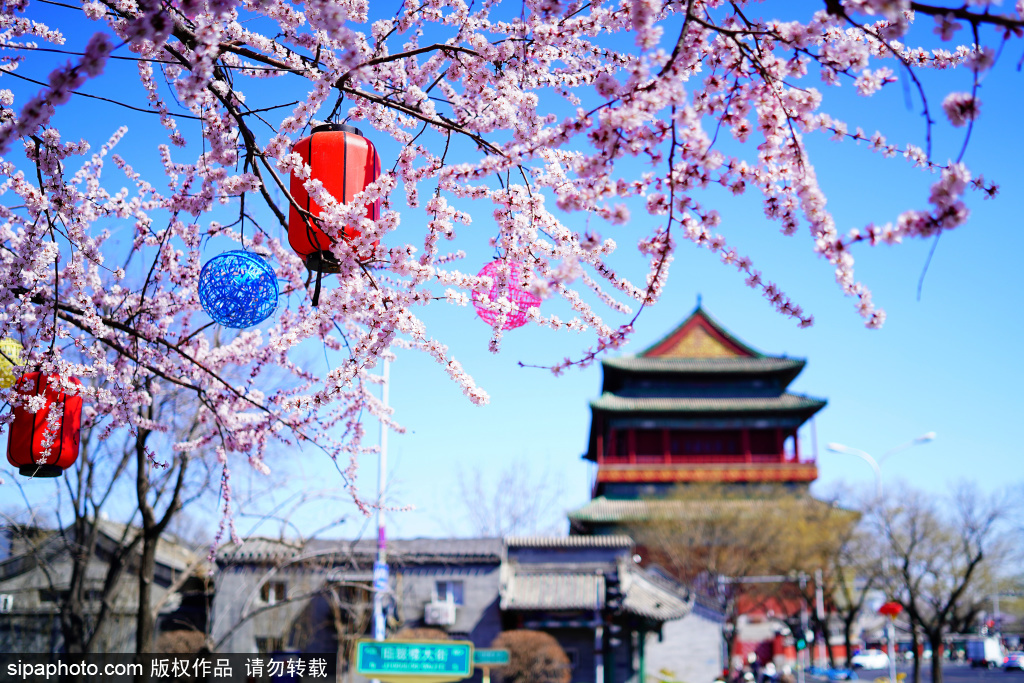 中轴线鼓楼邂逅桃花，春意盎然美景如画