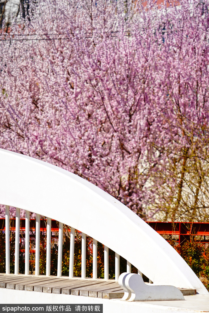 双紫支渠“水映桃花”景色宜人