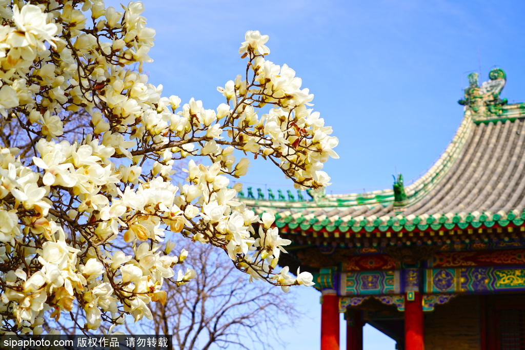 普度寺迎来春日景致 洁白繁花与古建相映成趣