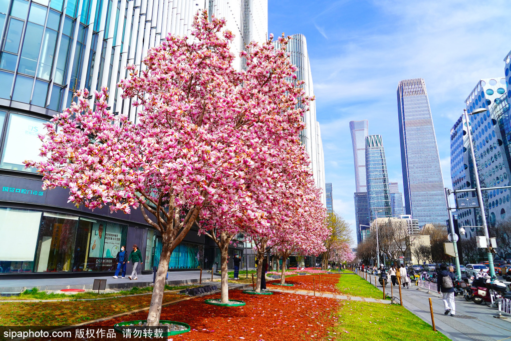 国贸玉兰花盛放温暖又治愈，仿佛瞬间放缓都市的忙碌节奏