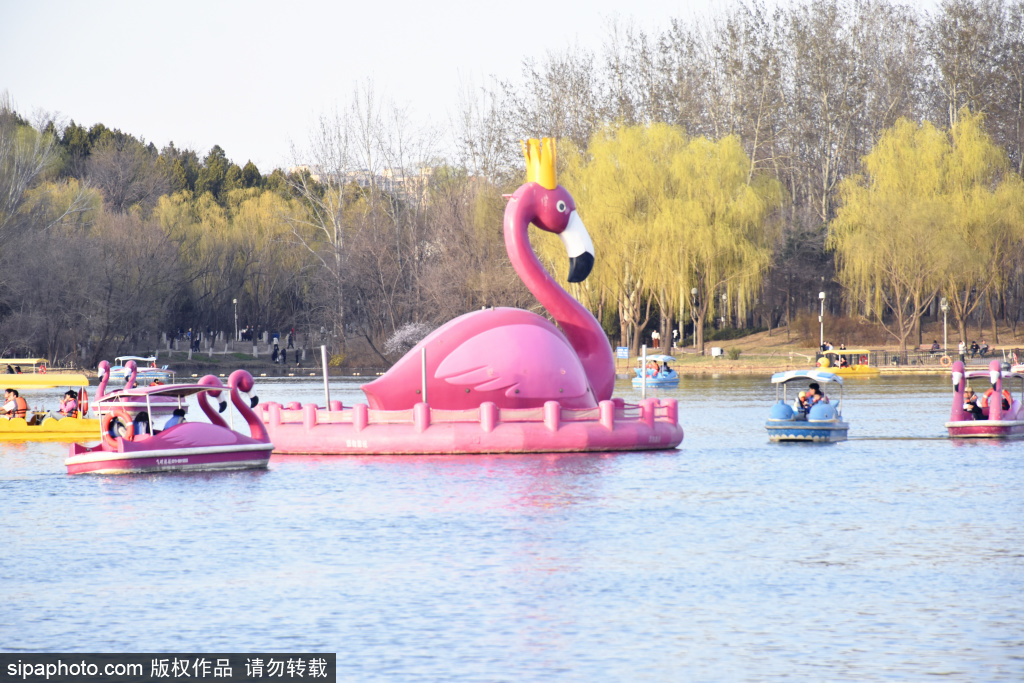 春水碧波泛舟游，奥森公园“春暖花开”迎划船好时节