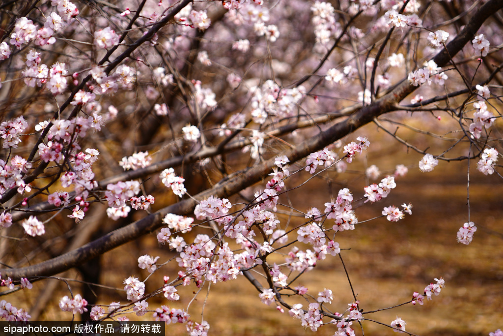 太阳宫安馨公园藏着一处隐秘“桃花源”