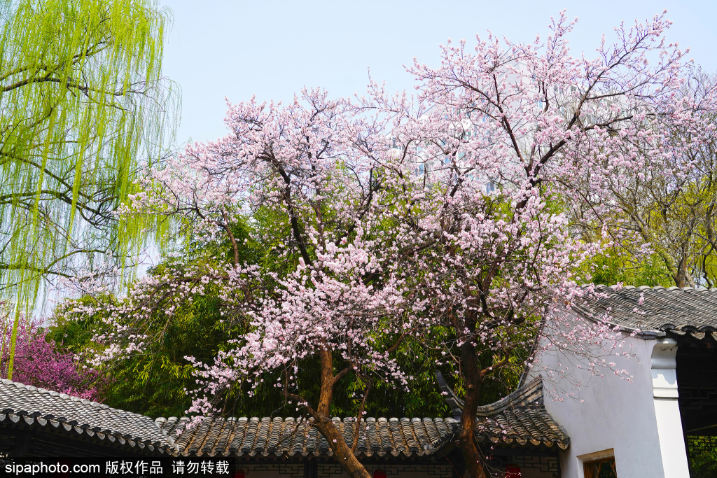 紫竹院公园杏梅盛放如诗如画