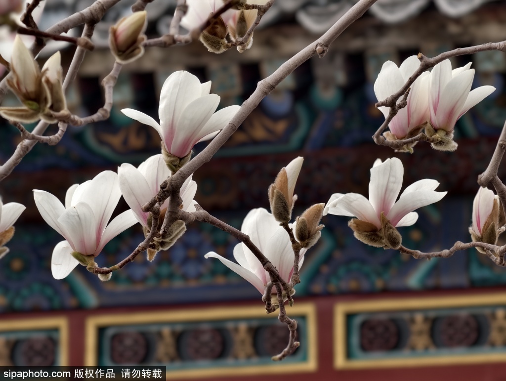 慈禧寝宫百年玉兰盛放，颐和园乐寿堂迎最佳观赏期