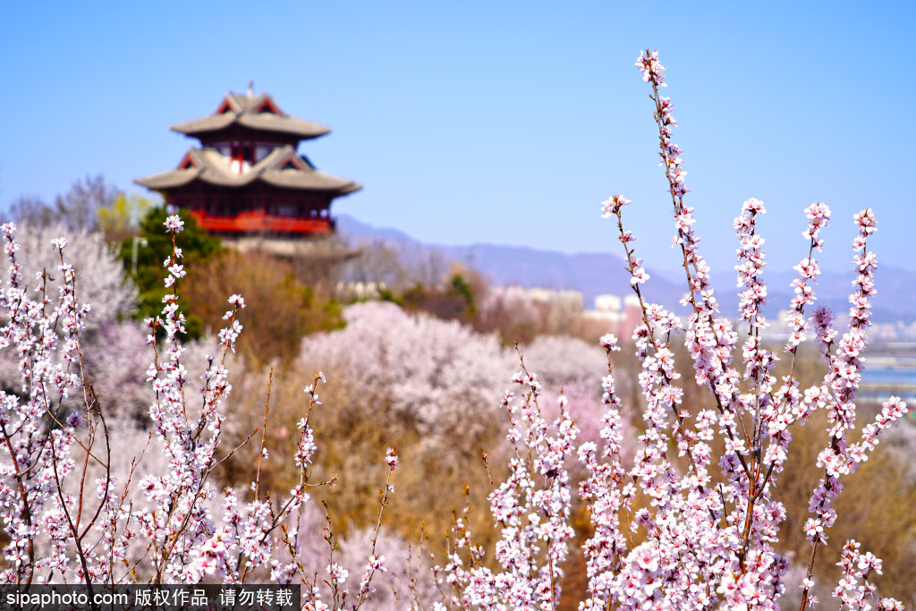 园博园桃花谷迎最佳观赏期，春日氛围感拉满