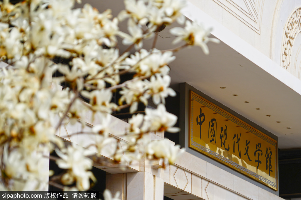 中国现代文学馆玉兰花绽放