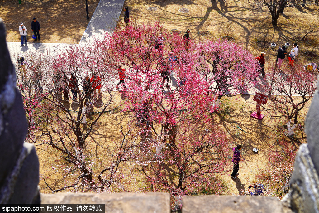 明城墙遗址公园600余年历史‌的古城墙与繁花同框