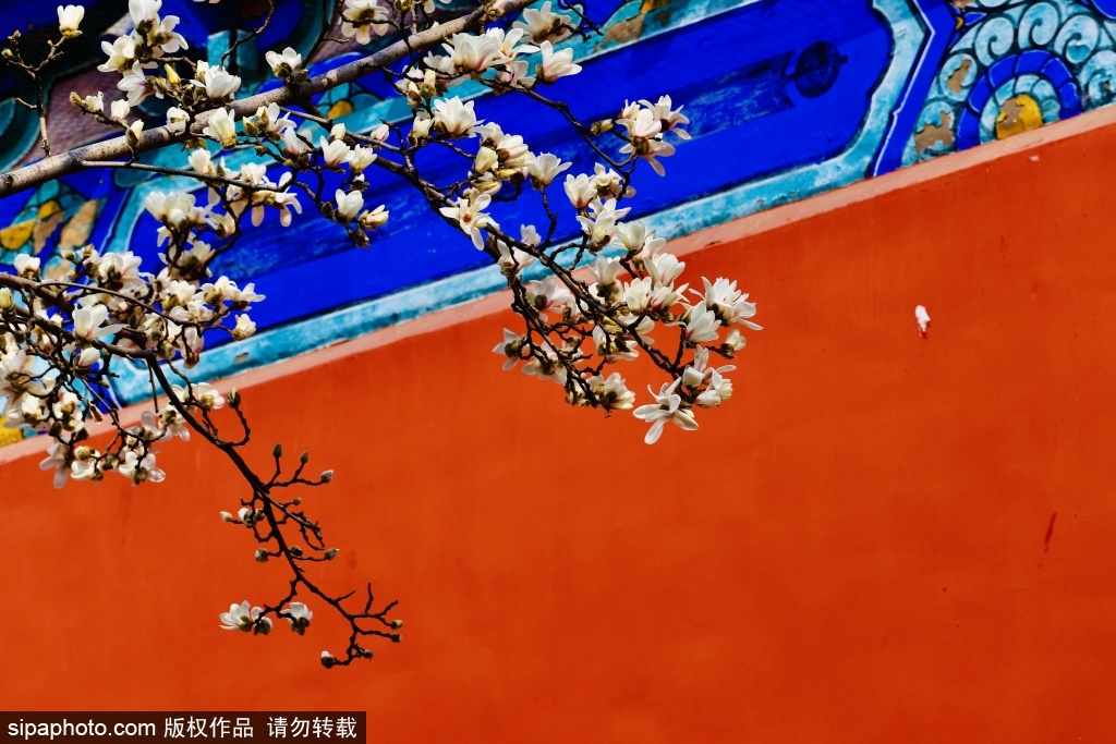 斋宫春韵玉兰初绽