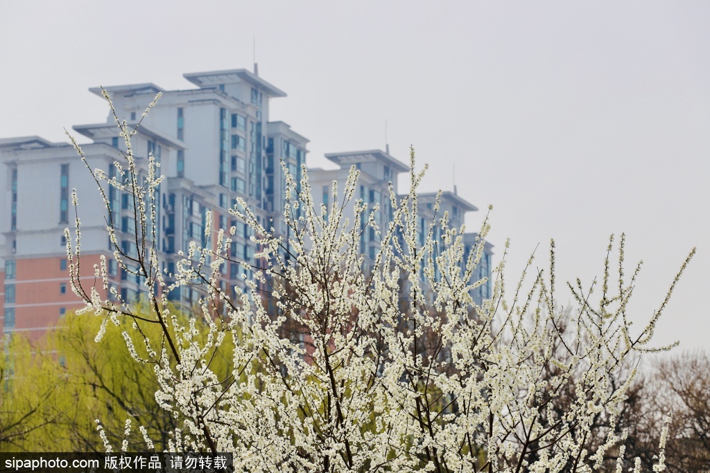 方庄体育公园繁花满庭芳