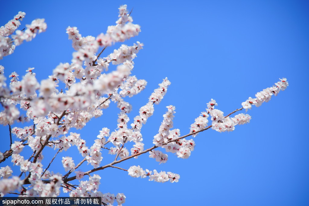 房山白水寺森林公园桃花初绽放