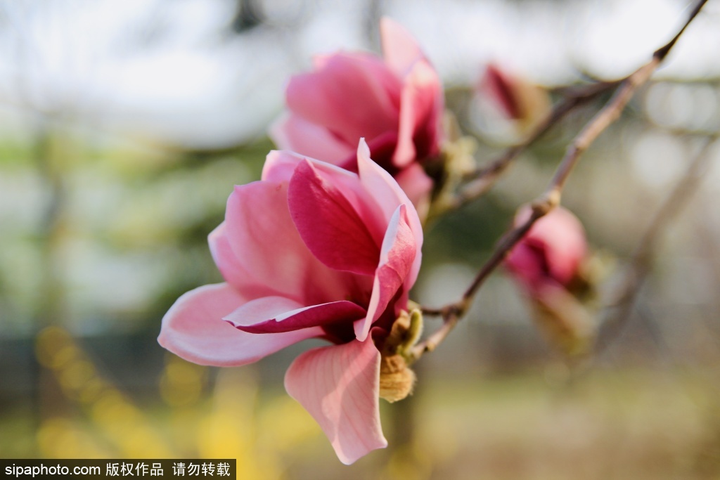 丽泽金融商务区内玉兰杏花争相绽放