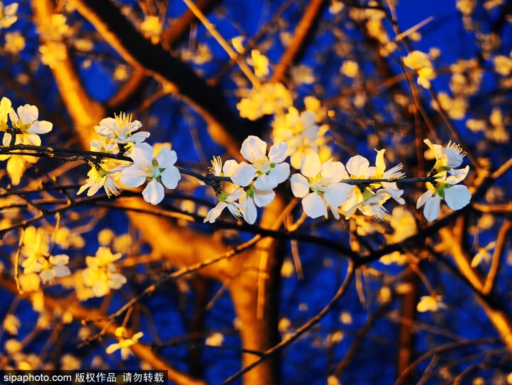 前门三里河公园夜幕下的桃花别有一番韵味