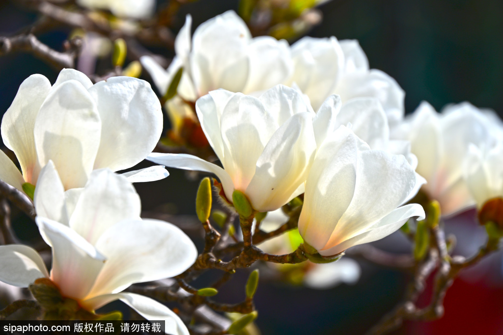 万寿寺内玉兰花盛开，古刹春意盎然惹人醉