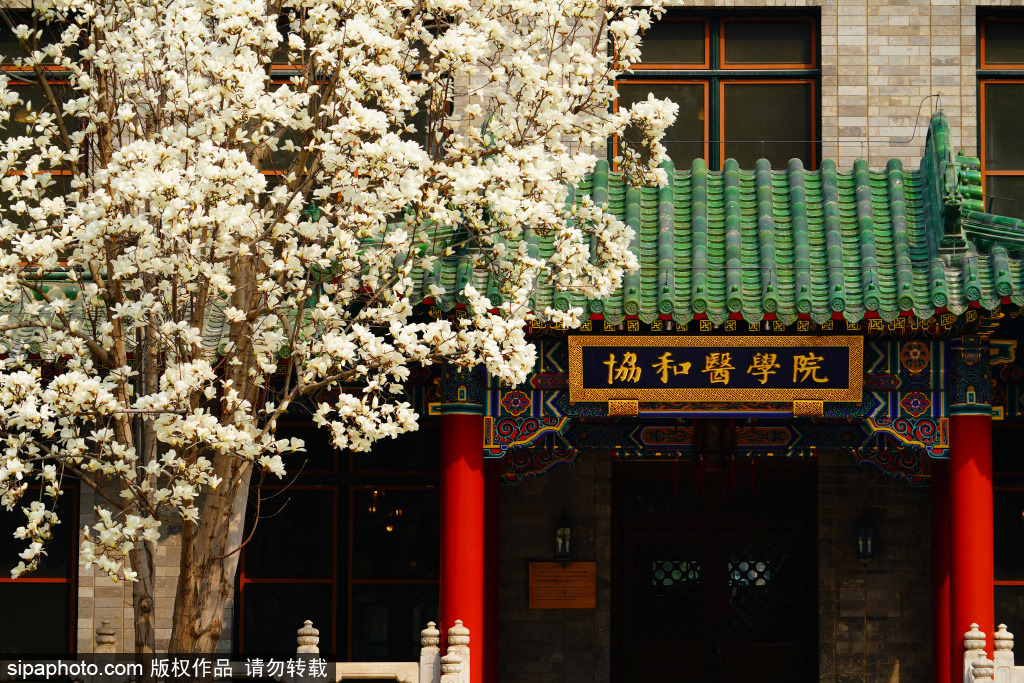 协和医学院白玉兰盛开 犹如一幅美丽的画卷