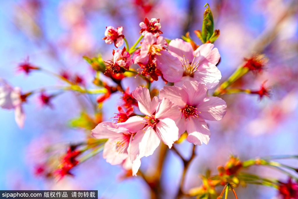 玉渊潭公园樱花季迎赏樱高峰，打造如梦似幻的樱花仙境