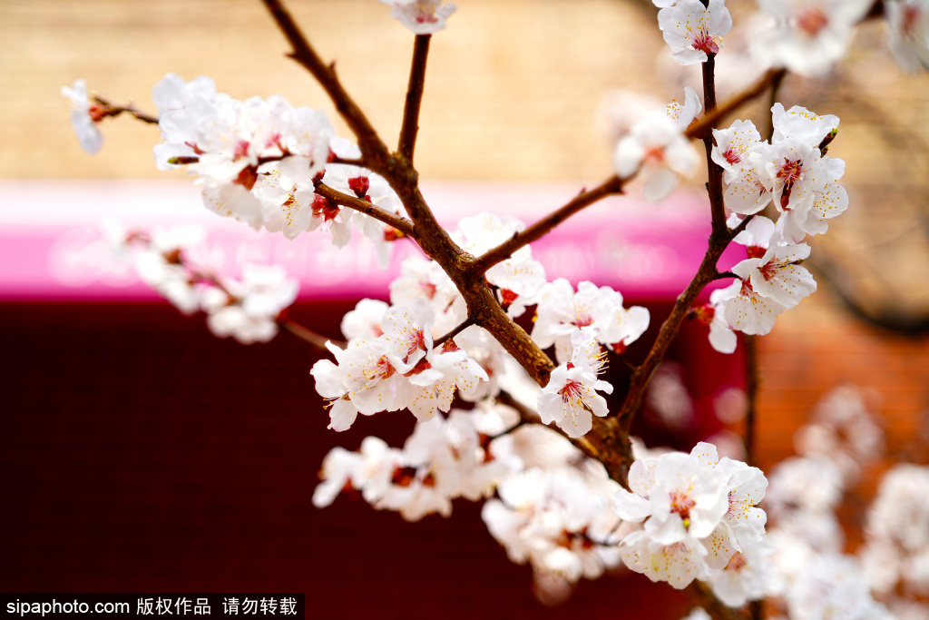 798艺术区桃花盛开，粉嫩花朵与工业厂房同框