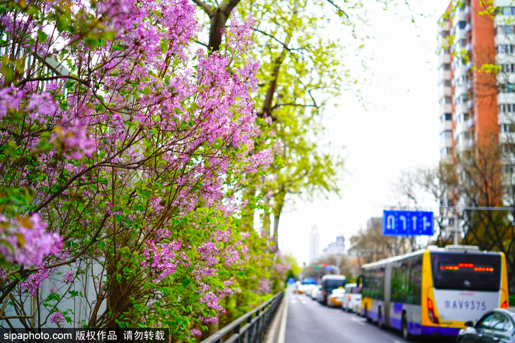 丁香花盛开扮靓城市街景