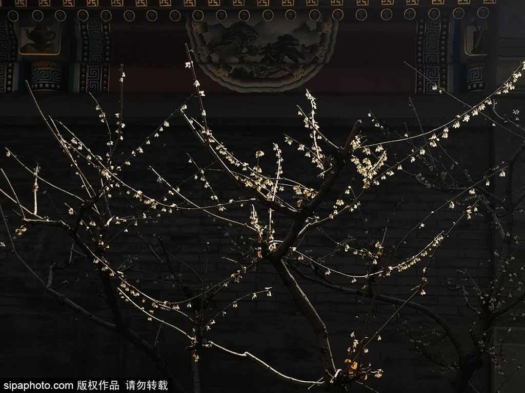 紫竹院春色渐浓，梅花映天艳