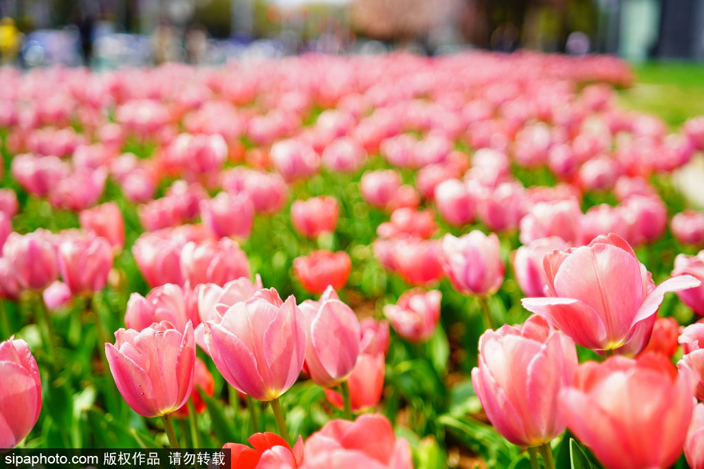 CBD郁金香盛开，营造花园式的办公生活环境
