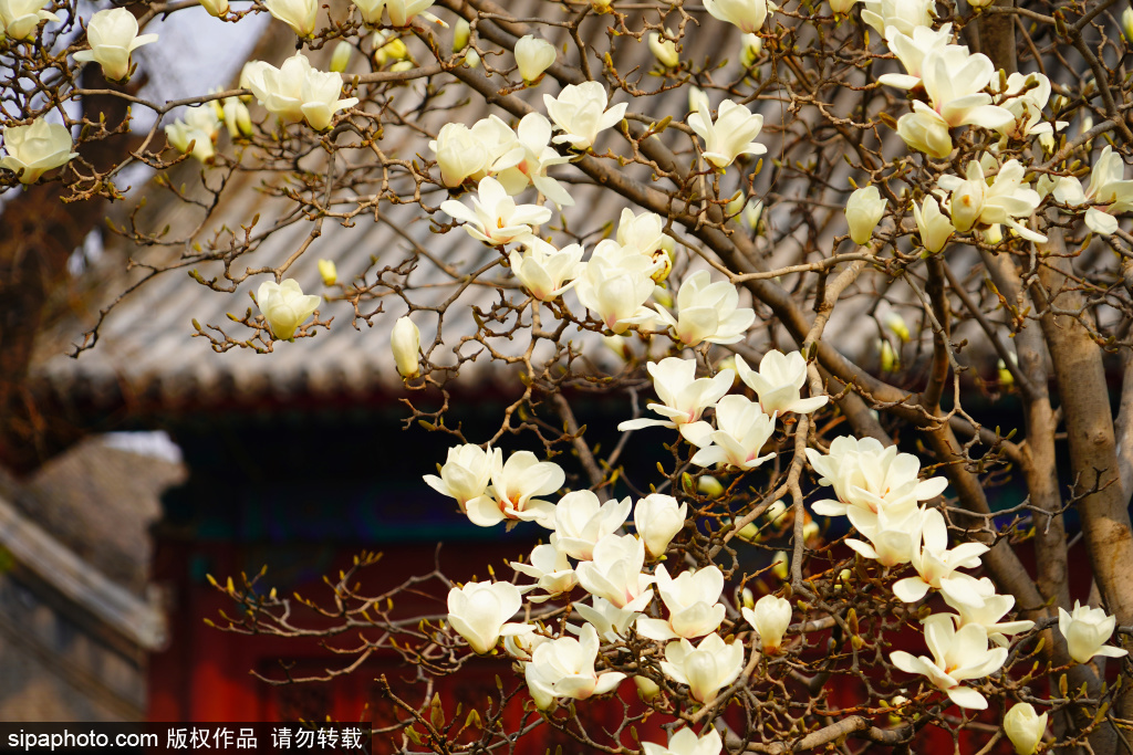 报国寺白玉兰盛开