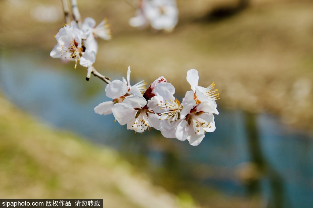 南苑森林湿地公园春意初生