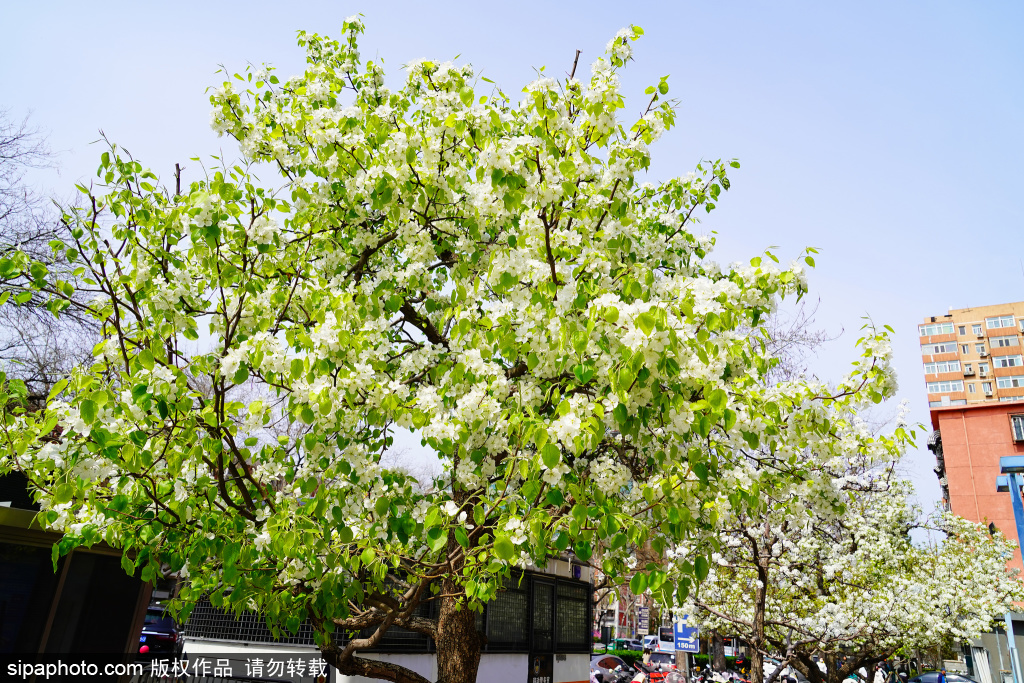 街头梨花盛开， 解锁春日限定美好