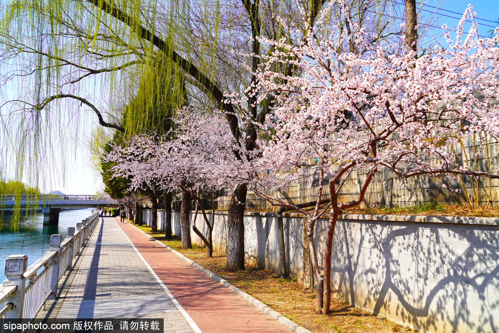 南二环护城河步道旁桃花盛开