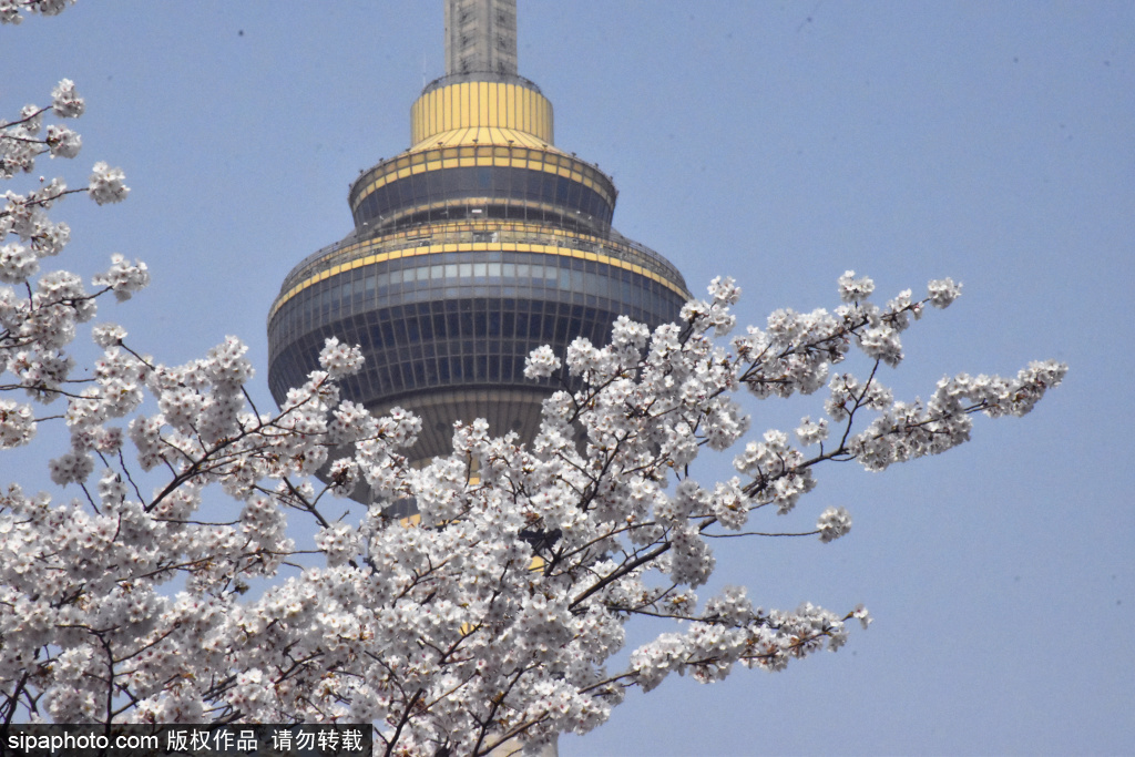 玉渊潭樱花怒放如云似霞